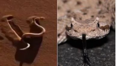 Photo of ये है दुनिया का सबसे तेज सांप, बड़ा ही अनोखा है चलने की तरीका!