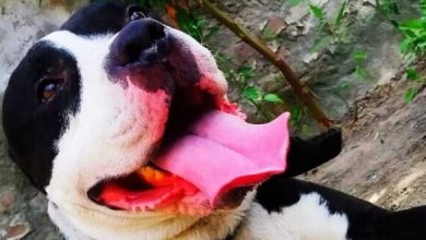 Photo of पंजाब : लुधियाना में पिटबुल ने महिला पर किया हमला