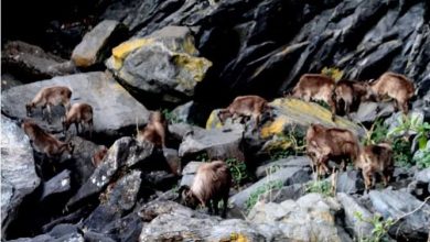 Photo of उत्तराखंड: ठंड से बचाव को उच्च हिमालय क्षेत्र से निचले इलाकों में पहुंचे हिमालयन थार