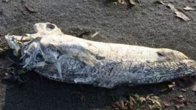 Photo of समंदर किनारे घूम रहा था शख्स, तभी टकरा गया ‘समुद्री राक्षस’ से…