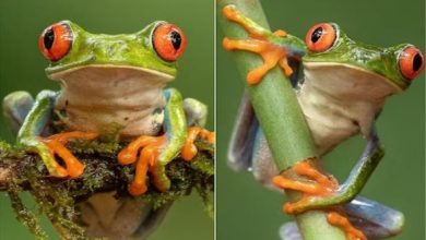 Photo of बेहद अनोखी होती हैं इस मेंढक की आंखें, हर आंख पर होती हैं तीन पलकें!