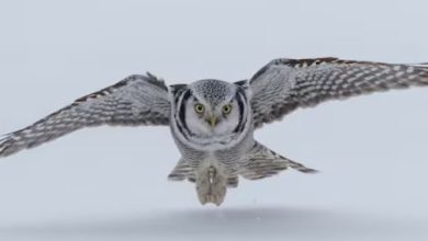 Photo of बाज की तरह दिखता है ये उल्लू, 800 मीटर तक नजर से बच नहीं सकता जानवर!
