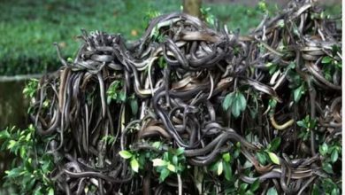 Photo of ये है दुनिया की सबसे खतरनाक जगह, जिंदा नहीं रह सकता इंसान!