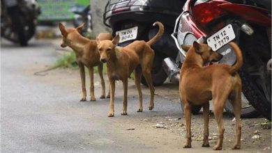 Photo of पंजाब: कुत्ते पर बरसाईं लाठियां, अधमरा होने तक पीटता रहा शख्स