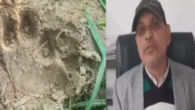 Photo of रेवाड़ी में दूसरी बार दिखा बाघ: चार दिन से चल रहा है रेस्क्यू ऑपरेशन