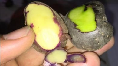 Photo of हरा आलू खाना चाह‍िए या फ‍िर नहीं? पूछा गया सवाल…