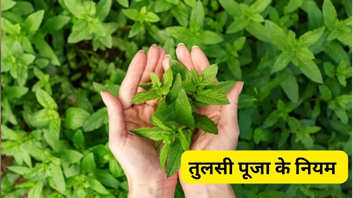Photo of तुलसी पूजा के इन नियमों का करें पालन