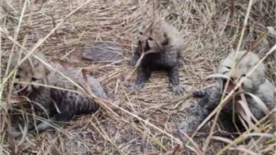 Photo of मध्य प्रदेश: प्रोजेक्ट चीता को बड़ी कामयाबी, कूनो की आशा ने तीन शावकों को दिया जन्म