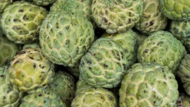 Photo of सेहत के लिए रामबाण है शरीफा! खाने से होंगे 5 जबरदस्त फायदे