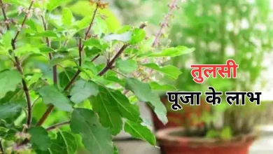 Photo of मां तुलसी की ऐसे करें पूजा, जानें इसके लाभ