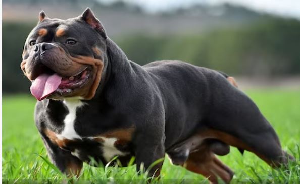 Photo of शेर से भी ज्यादा ताकतवर है ये कुत्ता, काट ले तो बन जाएगा हड्डियों का पाउडर!