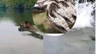 Photo of नदी में दिखा तीन सिर वाला दुर्लभ सांप, रहस्यमयी जीव को लोगों ने कैमरे में किया कैद