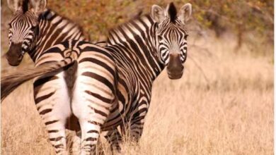 Photo of 1000 सालों में एक बार पैदा होते हैं अजीब जानवर