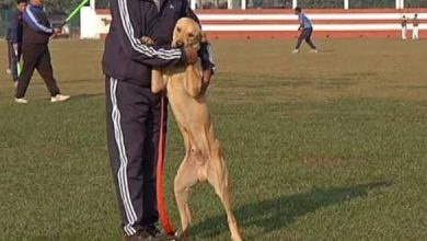 Photo of दिल्ली : जंगपुरा में बना पहला पेट पार्क निजी हाथों में देगा नगर निगम