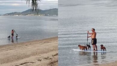 Photo of कुत्तों ने की नाव पर सैर, झील में शख्स ने करवाई बोटिंग!