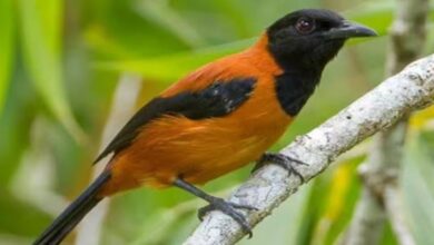 Photo of दुनिया का सबसे जहरीला पक्षी, भूलकर भी न लगाएं हाथ!