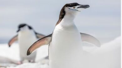 Photo of दिन में 10000 बार सोता है ये जीव, फ‍िर कैसे पूरी हो जाती है नींद!