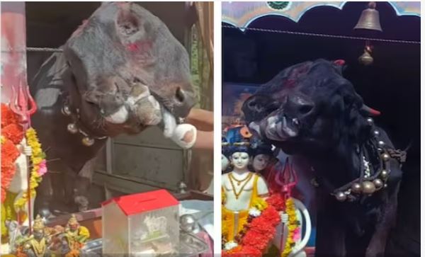 Photo of अजीबोगरीब: देखा है 3 आंख और 2 मुंह वाली गाय? 