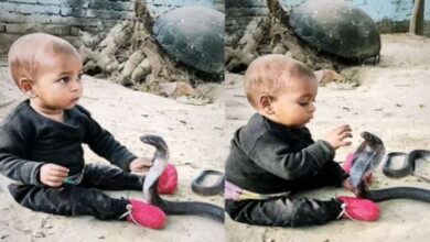Photo of जिस काले कोबरा को देख डर से कांपते हैं लोग, उसी के साथ खिलौने जैसा खेल रहा बच्चा