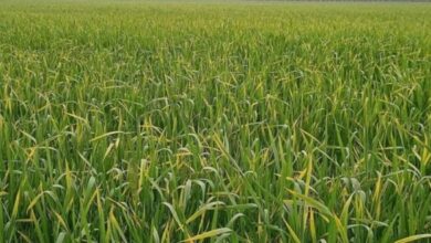 Photo of हरियाणा : धूप न निकलने से गेहूं में पीला रतुआ का खतरा