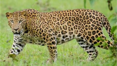 Photo of इंदौर में तेंदुए का आतंक, लोगों में दहशत..