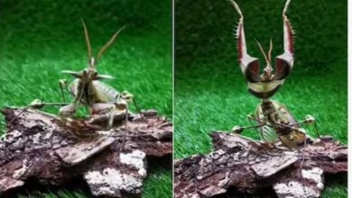 Photo of दुश्मन को डराने ‘शैतान’ बन जाता है ये कीड़ा, 3D विजन में है देख सकता!