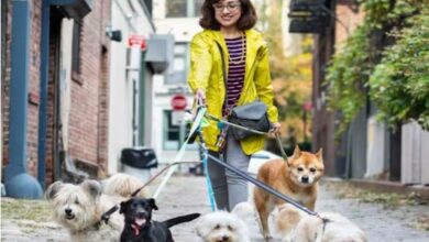 Photo of नौकरी छोड़ कुत्ते घुमाने लगी लड़की! पर तगड़ी है कमाई