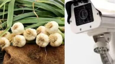 Photo of मध्य प्रदेश : लहसुन के दाम आसमान छूने पर किसानों ने रखवाली के लिए रखे गार्ड