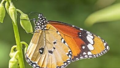 Photo of 2.5 करोड़ साल से नहीं बदले हैं इन जीवों के जीन, साइंटिस्ट भी अचरज में!