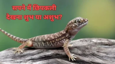 Photo of सपने में छिपकली देखना शुभ या अशुभ? जानिए