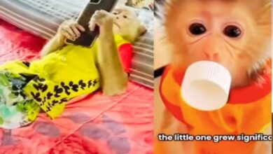 Photo of मरने के कगार पर था बंदर, घर ले आई महिला, बच्चे की तरह पाला-पोसा!