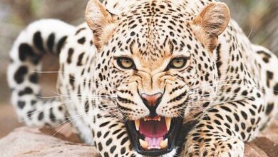 Photo of उत्तराखंड:  गुलदार की दहशत से श्रीनगर सहित एक दर्जन गांवों में लगा नाइट कर्फ्यू