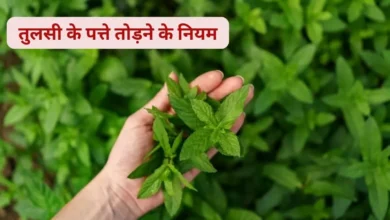 Photo of तुलसी के पत्ते तोड़ते समय इन नियमों का करें पालन
