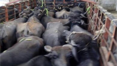 Photo of पंजाब : बूचड़खाने ले जाए जा रहे पशुओं से भरी बोलेरो जीप पकड़ी