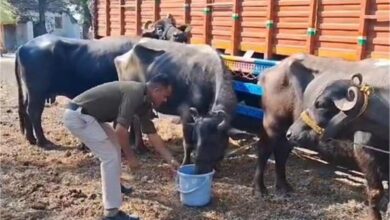 Photo of खंडवा का पुलिस थाना परिसर बना तबेला… जानिए क्या है पूरा मामला..