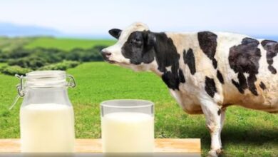 Photo of गाय के दूध में पीलापन क्‍यों होता है? ये रही वजह