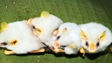 Photo of देख‍िए सफेद चमगादड़, रूई के बॉल की तरह आते हैं नजर