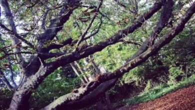Photo of हफ्ते में केवल 2 घंटों के लिए खुलता है ये जंगल, अंदर है अलग ही दुनिया