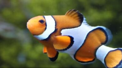 Photo of जब साइंटिस्ट ने किया एक अनूठा प्रयोग, नतीजा मिला अजीब, जानिए