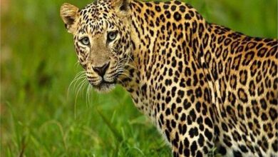 Photo of हरियाणा में फिर दिखा तेंदुआ, अग्रोहा के गांवों में दिखे पंजे के निशान…