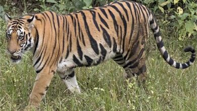 Photo of उत्तराखंड: कॉर्बेट बाघ अभयारण्य में तेंदुए ने महिला को मार डाला…