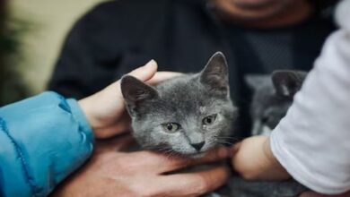 Photo of जानवरों की बातें समझ लेता है ये शख्स, बोला- दूसरों के लिए असंभव ये है…