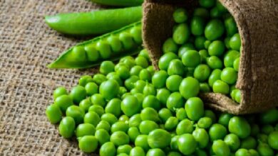 Photo of हरी मटर को खाने के हैं बेमिसाल फायदे!