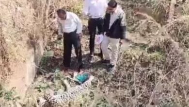 Photo of विदिशा के नेशनल हाईवे पर सड़क किनारे मृत मिला तेंदुआ