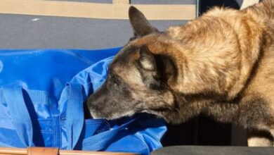 Photo of यात्री के बैग को सूंघकर भौंकने लगा खोजी कुत्ता, अंदर से निकली ऐसी चीजें!
