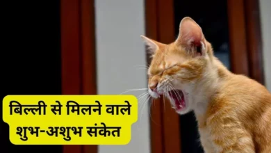 Photo of बिल्ली का रोना शुभ होता है या अशुभ? जानिए