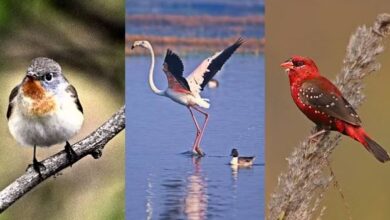 Photo of दिल्ली: बदलते तापमान के कारण प्रवासी पक्षी बना रहे राजधानी से दूरी