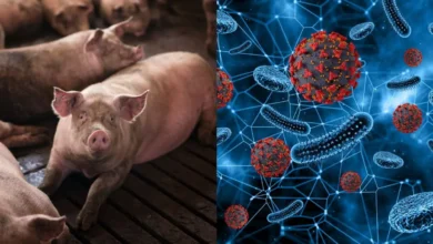 Photo of पुणे में अफ्रीकन स्वाइन फीवर वायरस ने दी दस्तक