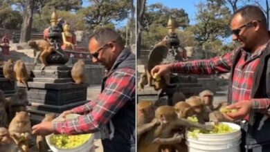 Photo of बंदरों की अंगूर पार्टी, बाल्टी में फल भरकर बांटने चला शख्स