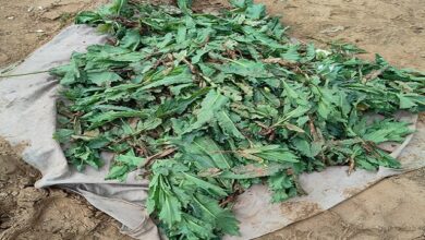 Photo of महेंद्रगढ़ में अफीम की खेती का भंडाफोड़: सरसों के खेत में लगाए थे पौधे